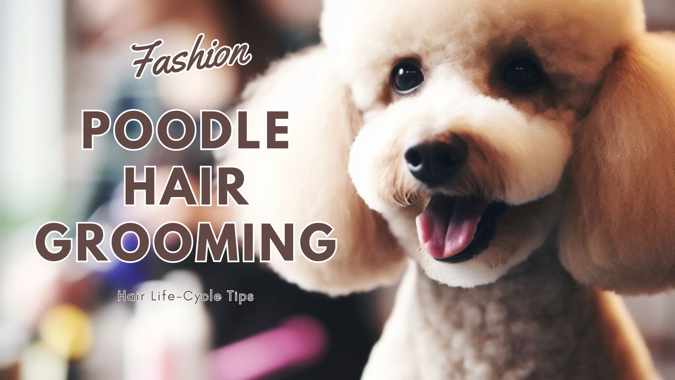 Straight Haired Poodle: Grooming and Hair Life-Cycle Tips