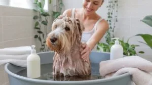 A photo of a puli dog being gently washed in a bri C j1IgDYRtiuAsoFY7u7Tw bagUJlzzT0SWX104dVGQ5Q