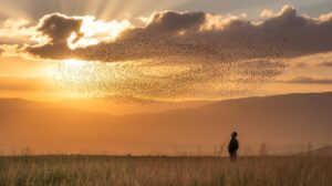 A person stands in a grassy field at sunset, watching a large flock of birds forming swirling patterns in the sky, with clouds lit by golden sunlight in the background.